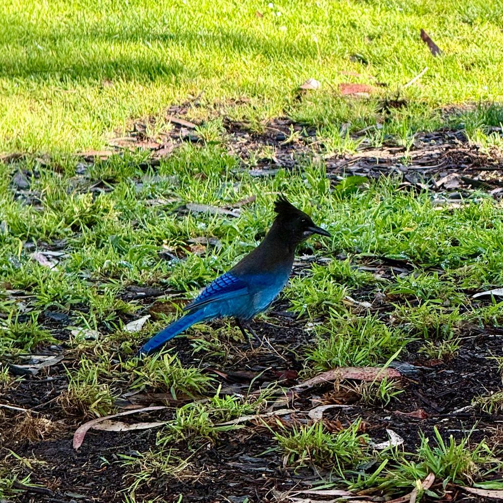 A bird with a blue breast standing on grass