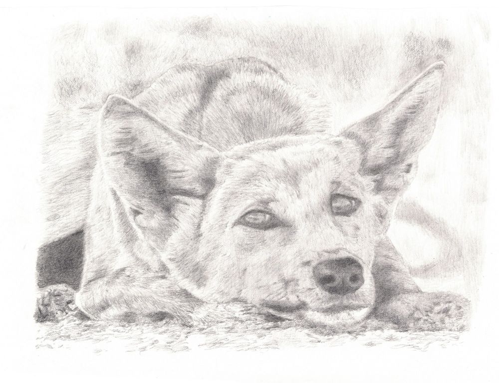 Pencil drawing of a dingo