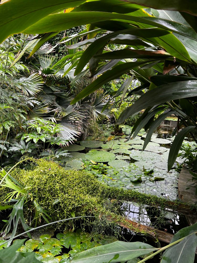 Leknínové jezírko ve skleníku. 