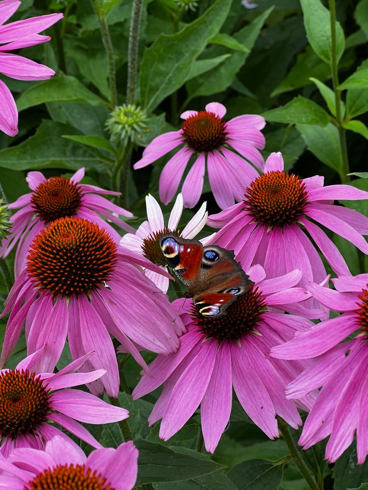 Třapatka nachová s babočkou paví oko.