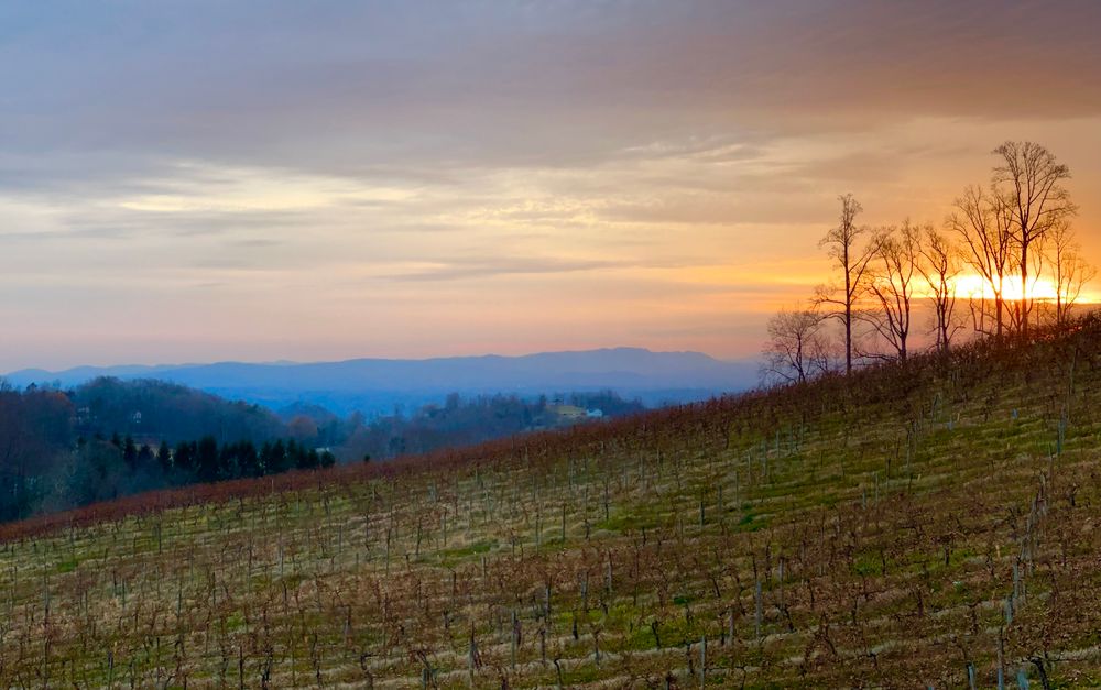 a hill full of grapevines that are out of season, mountains in the decent and the sun setting just above the slope that the grapevines are on