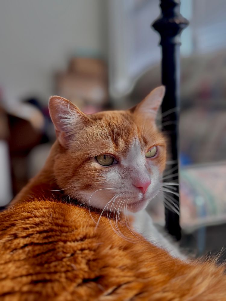 A orange and white cat sitting in the sun. The sun is making the orange look like a deep orange 
