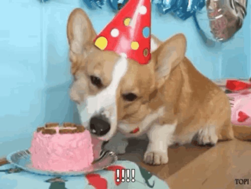 Birthday Corgi GIF