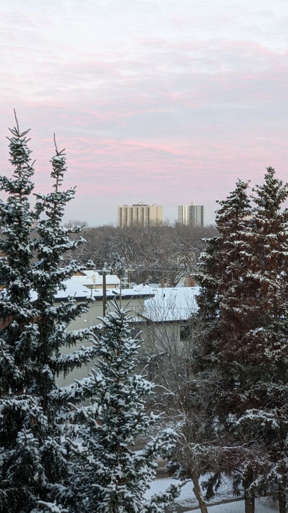 Several large spruce trees with soft white snow on their branches on the outside of the picture framing a light blue sky with light pink clouds during sunrise.
