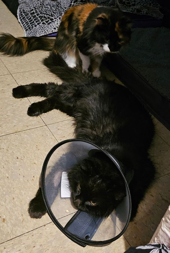 My cat lying down with my other cat looking over her