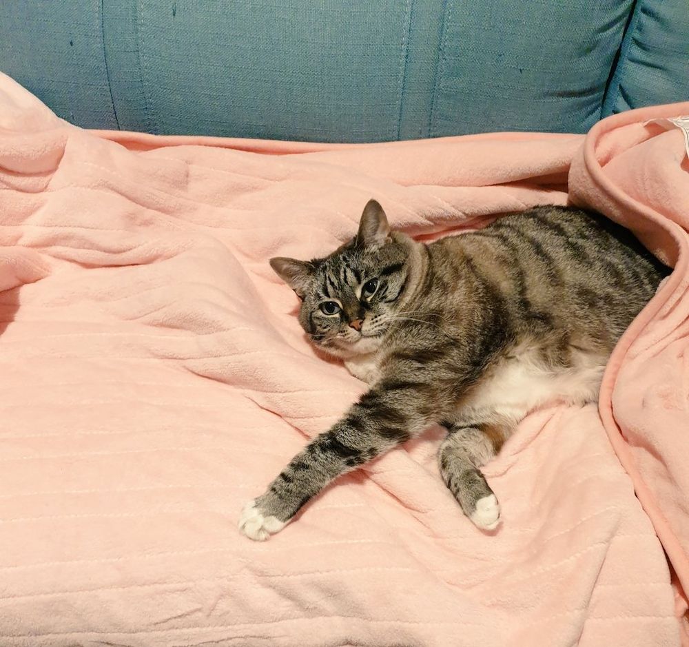 Ollie the tabby cat lays on a pink blanket. His bottom half is covered by the blanket. 