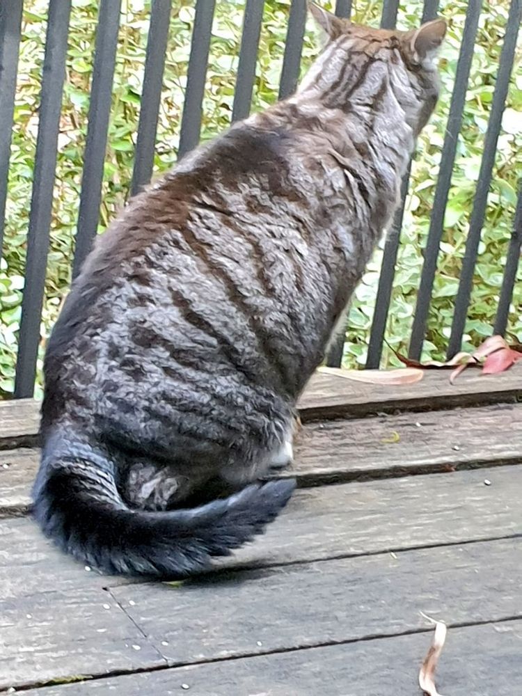 Ollie the tabby cat is looking through a fence at the garden with a very puffy tail and his ears back. 