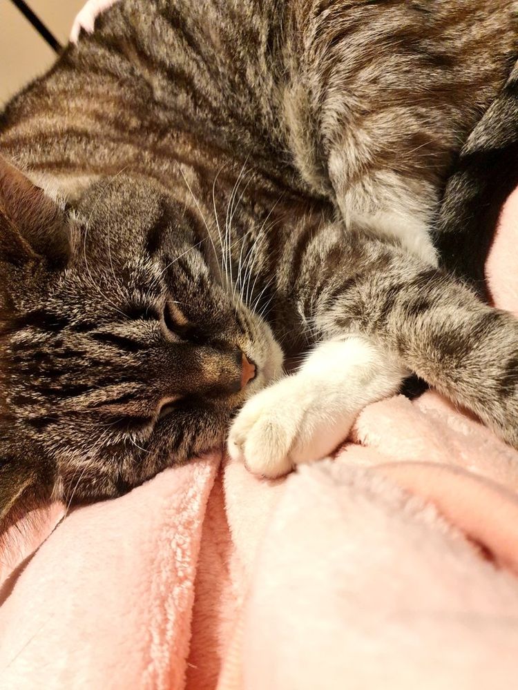Ollie the tabby cat is curled up asleep on his pink blanket. One of his back feet is held up against his face. 