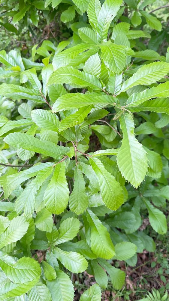 どんぐりのなる木の新しい葉っぱ