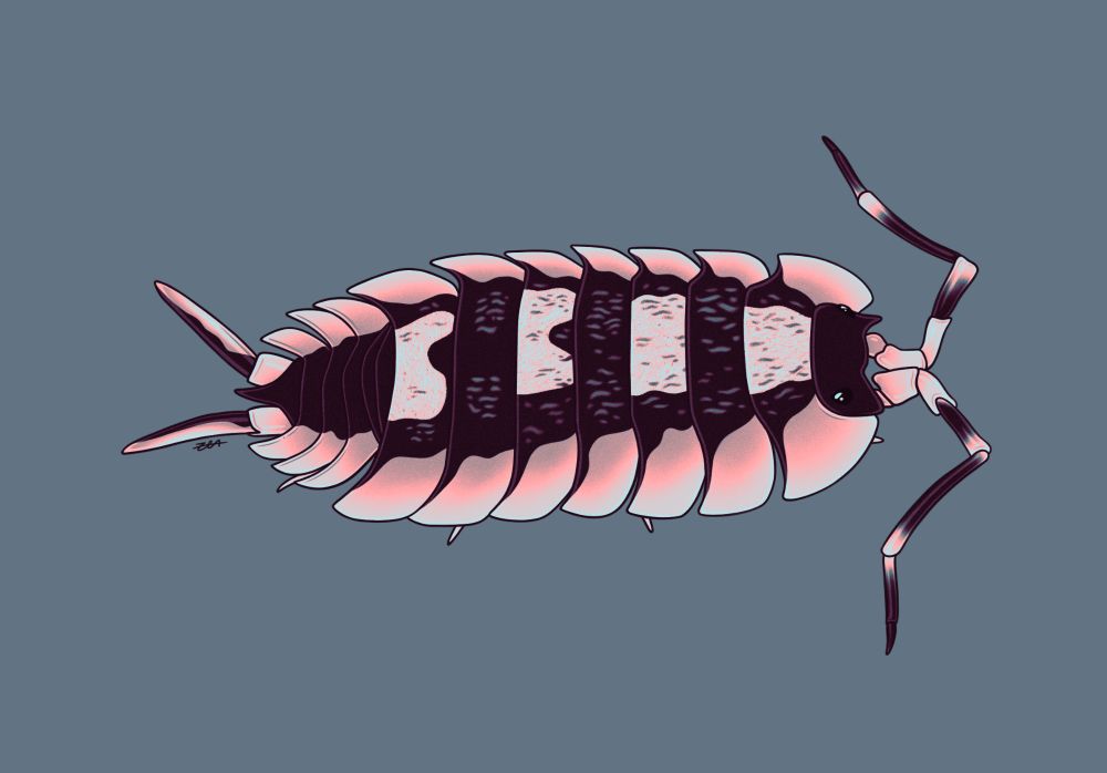 Porcellio expansus isopod pop art version.