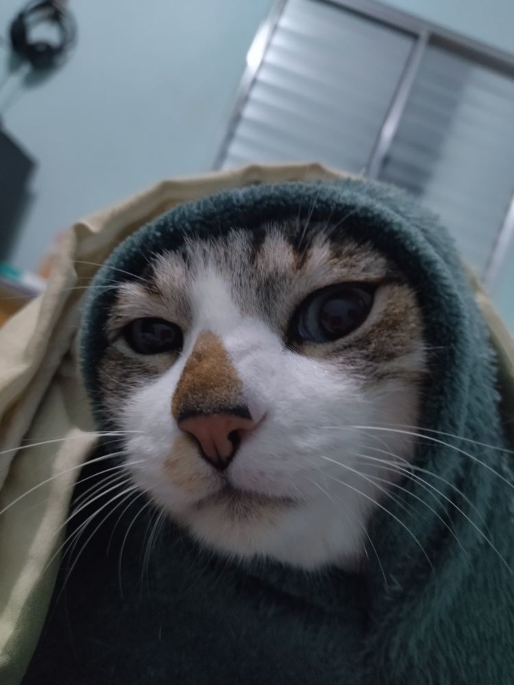 Gabiru, um gato tigradinho albino, ele está com uma coberta cobrindo as orelhas, parecendo um khajiit.