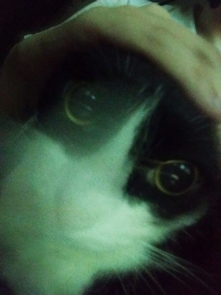 minha linda gatinha frajola (preta e branca) Visni Madame Bolinha, com os olhos arregalados bem redondos, foto tremida com baixa luminosidade.