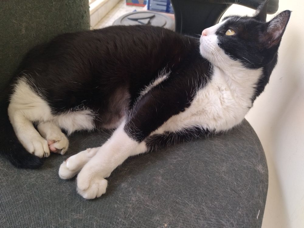 Visni Madame Bolinha, uma gata frajola, deitada em sua cadeira, fazendo pose pra tirar foto.