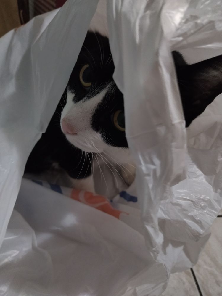 gata frajola dentro de uma sacola de plástico, ela se chama Visni Madame Bolinha.