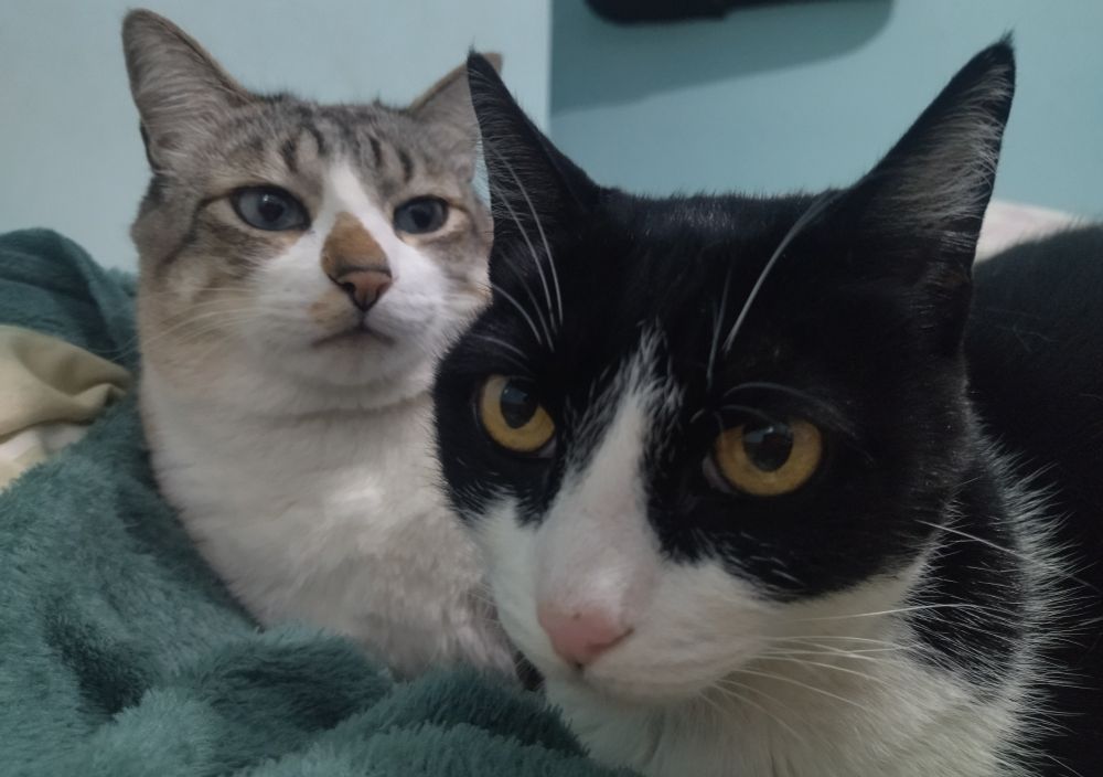 dois gatos, na esquerda está um tigradinho albino chamado Gabiru e na direita uma frajola chamada Visni Madame Bolinha