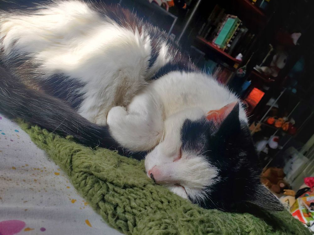 an elderly black and white tuxedo cat. she's sleeping on a knit green blanket as the sun hits her legs, keeping her warm. I'll never forget you, Percy.