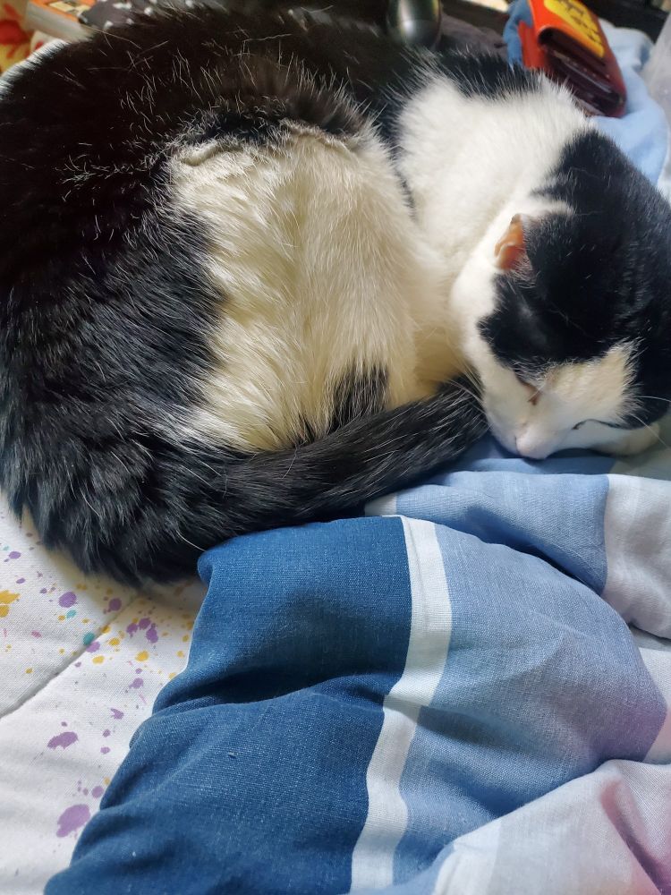 A picture of a 15 year old black and white cat. She is peacefully curled up sleeping on a mattress.