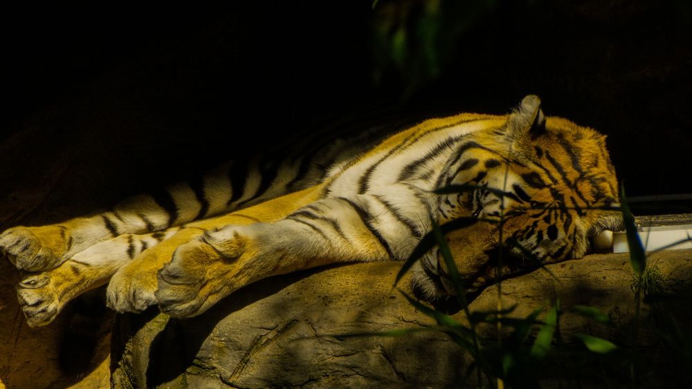 tiger, animal, photography