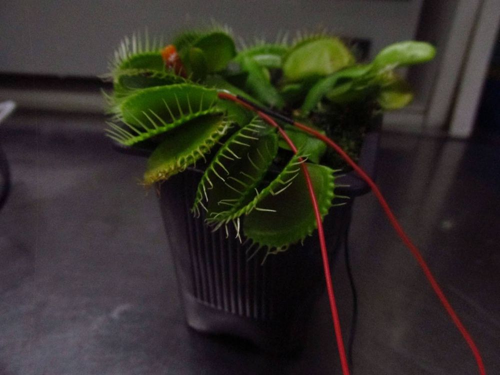 A Venus flytrap plant with electrodes attached for recording its action potentials as it plans for its next meal.