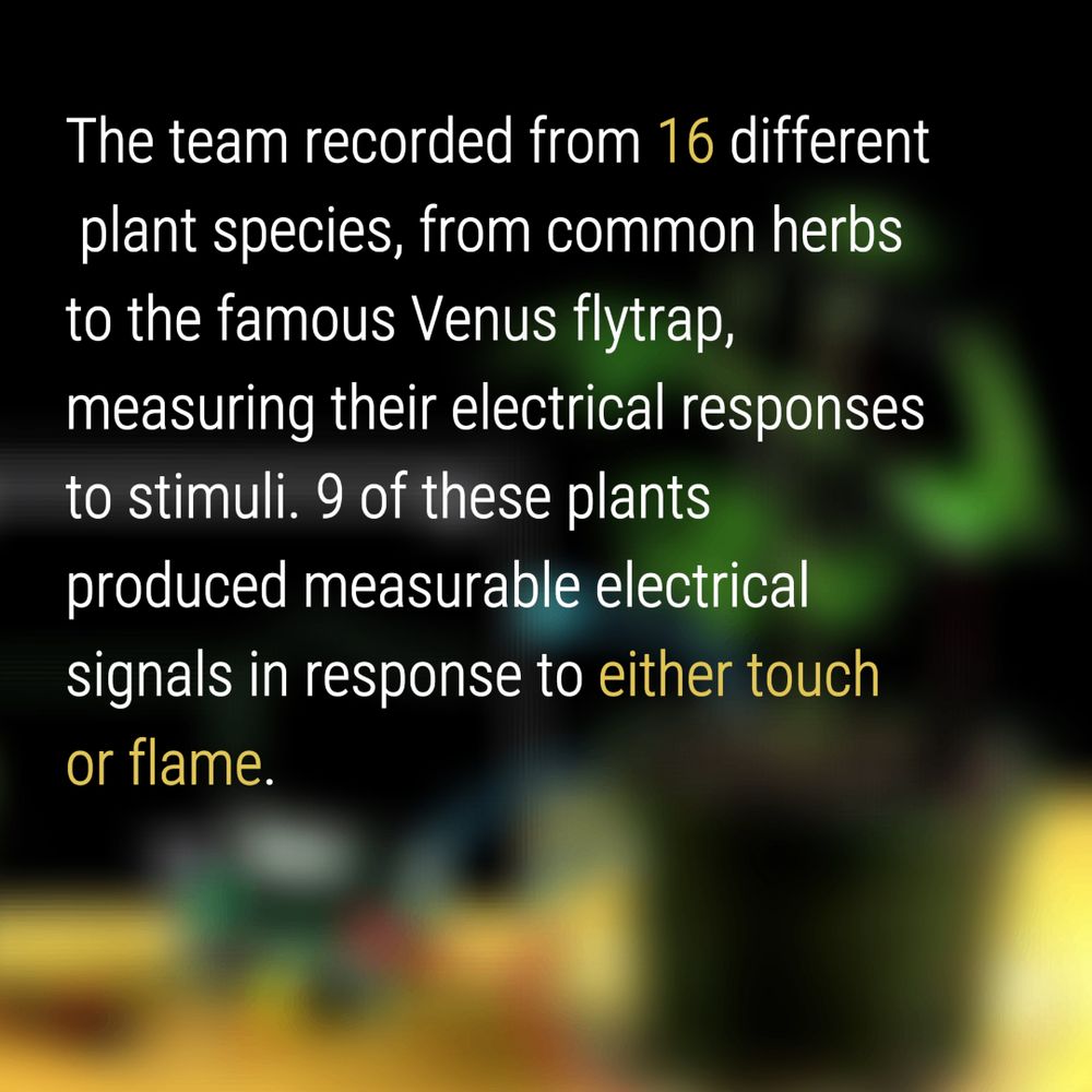 The team recorded from 16 different plant species, from common herbs to the famous Venus flytrap, measuring their electrical responses to stimuli. 9 of these plants produced measurable electrical signals in response to either touch or flame.