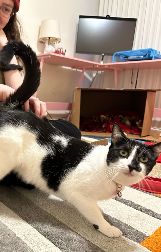 a black and white cat poses for the camera with a curly tail up high in the air!