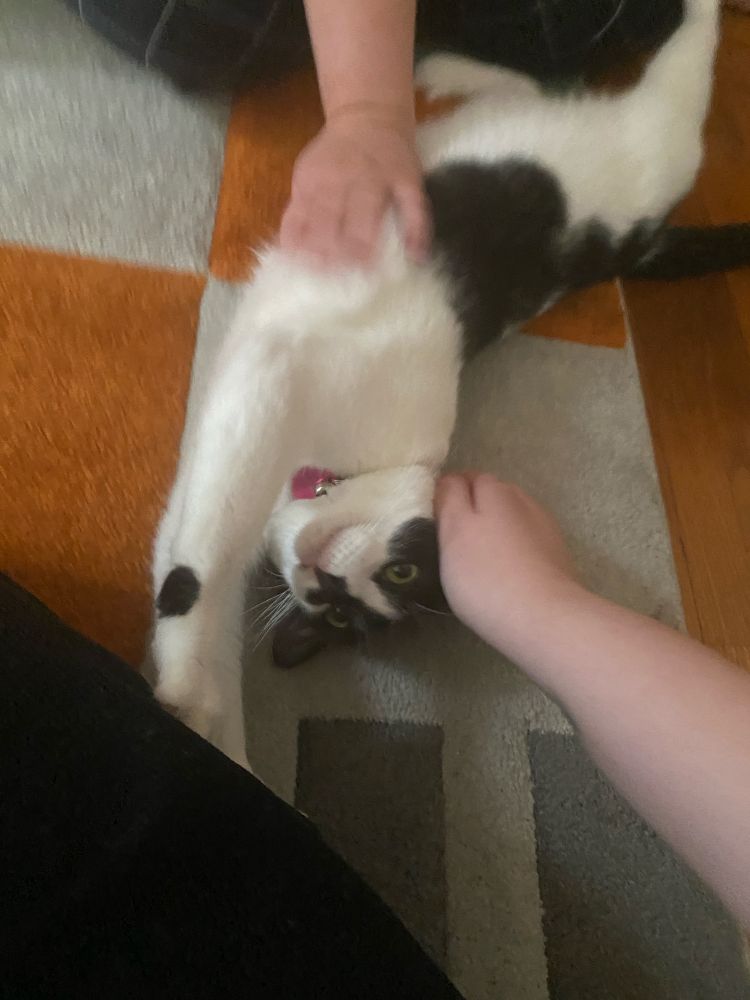 a black and white cat flops on the floor and stretches while getting many pets