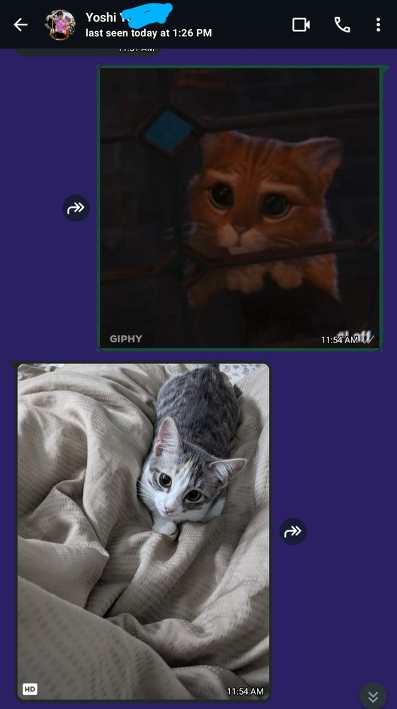 Still from shot of Puss in Boots giving an adorable look. Below is Louie the kitten laying in bed looking at camera similarly