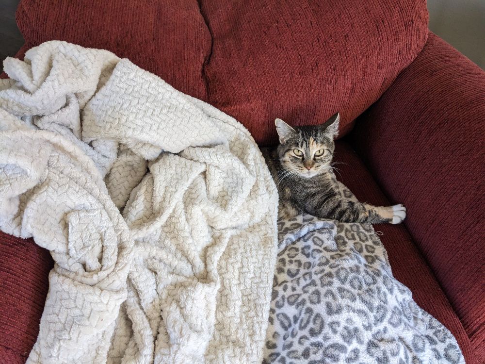 Cat laying on a blanket under another one