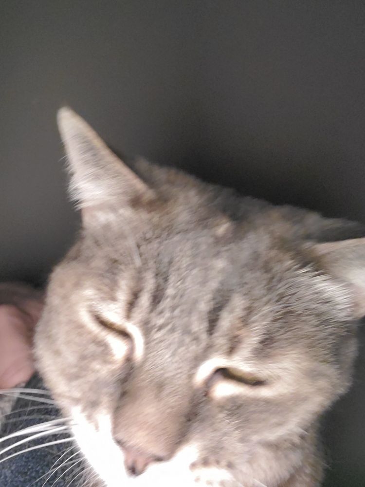 low-quality image of the OP's grey tabby shorthair cat, eyes droopy because they are very sleepy.