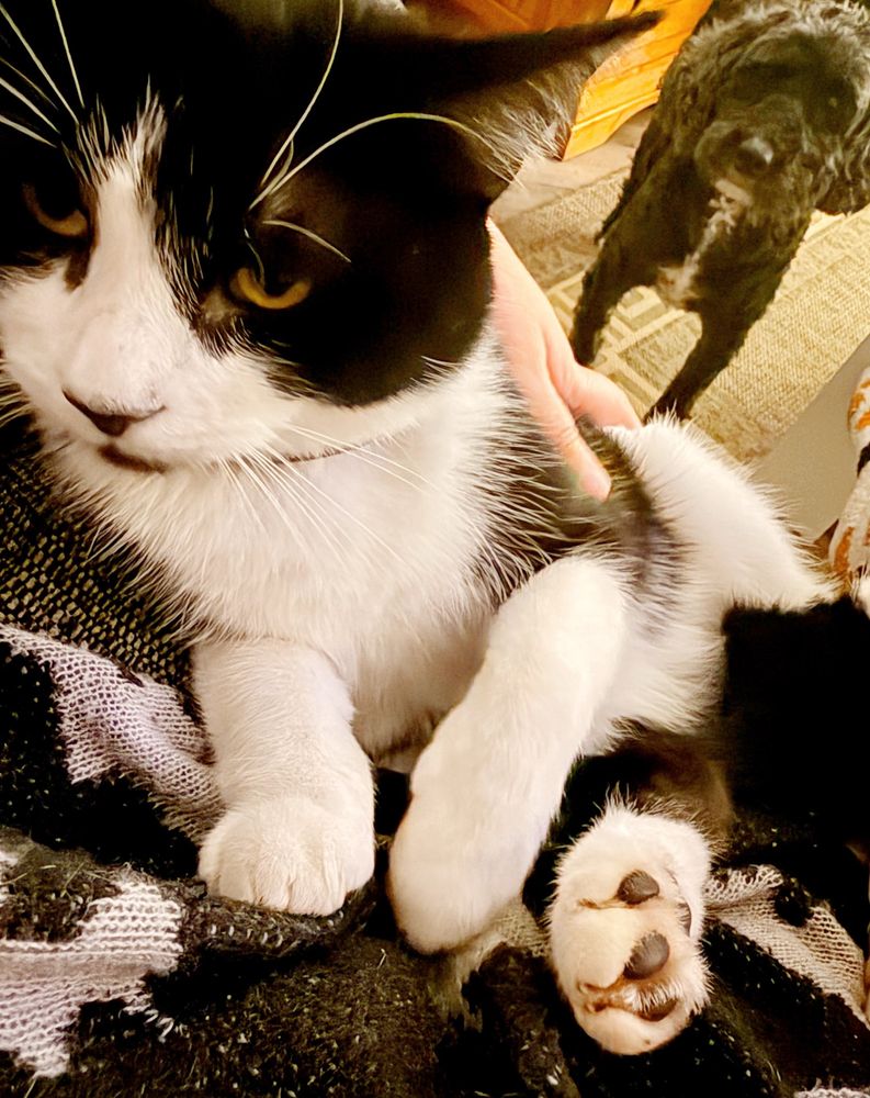 Tux cat sat on a human lap being cuddled. Behind him in the background is a black dog looking on in disgust 