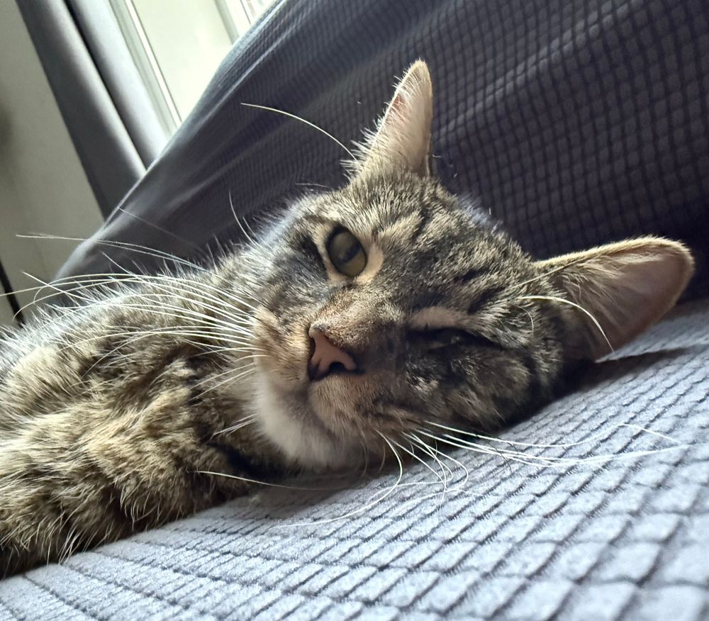 Close up portrait of a tabby cat flat Luton a couch, he is eyeing the camera with suspicion 