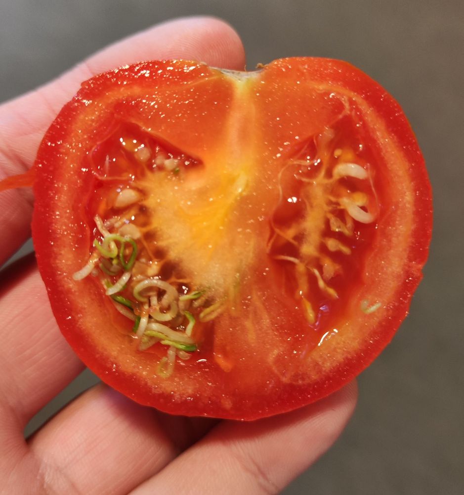 Foto einer aufgeschnittenen Tomate in meiner Hand. Die Kerne sind in der Tomate gekeimt.