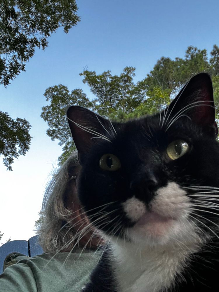 Black and white tuxedo cat selfie 