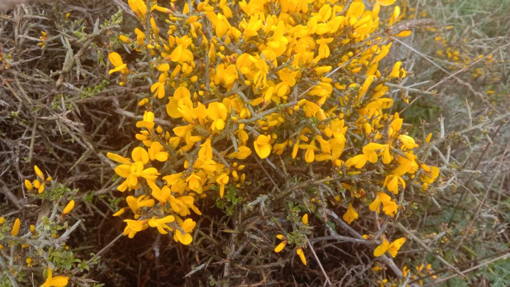flores amarillas muy brillantes, me encantan :3
