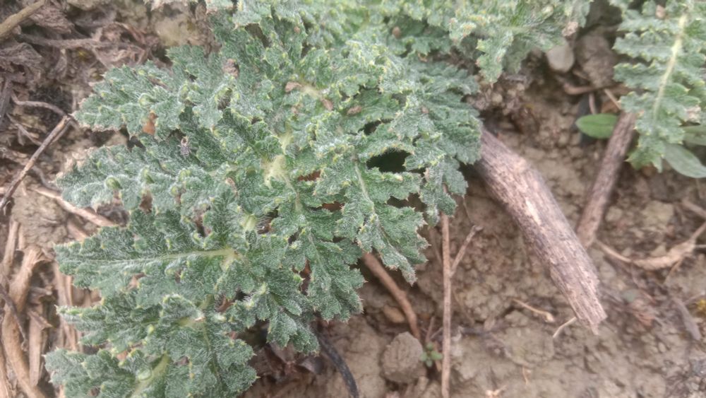 una oja de planta como fractal, en solo esta oja puedo perderme por horas :D