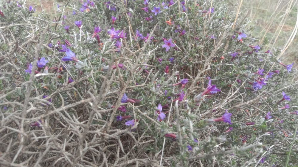 flores violetas