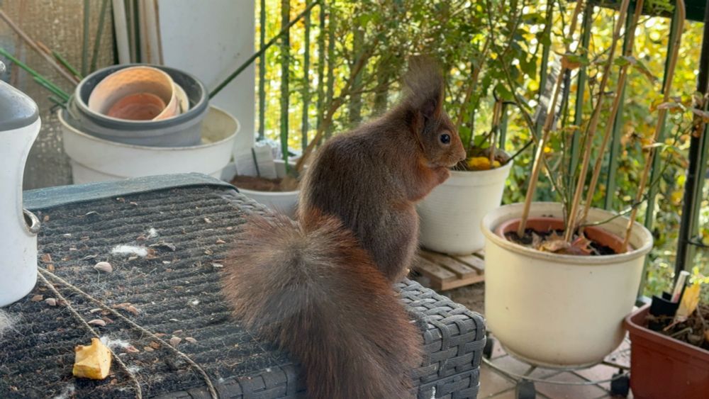 Eichhörnchen auf dem Balkon 