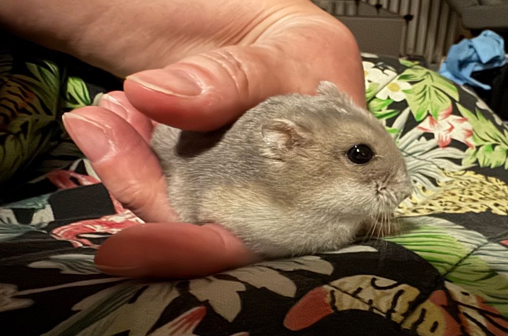 Zwerghamsterweibchen liegt entspannt auf der Hand. 