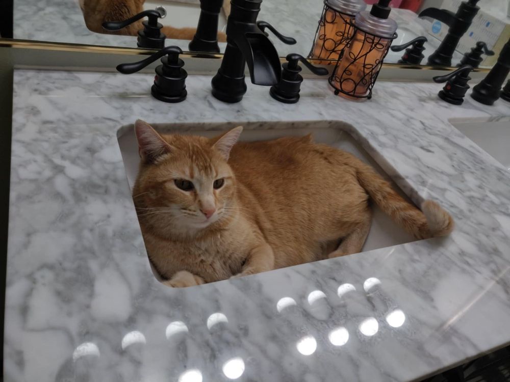 Beautiful orange cat sitting inside marble sink, staring off into the distance