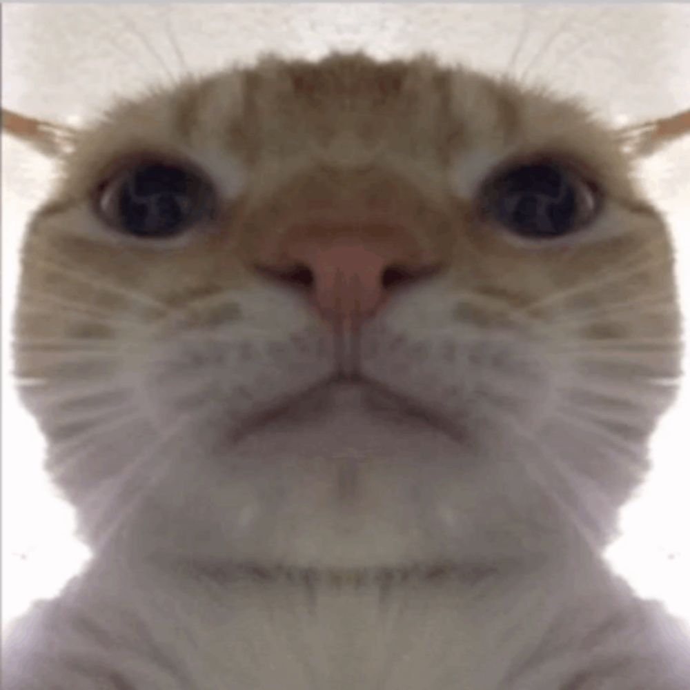 a close up of a cat looking at the camera