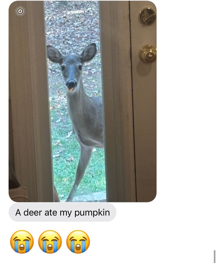Apple messages screenshot showing a deer seen through a front door window with a piece of pumpkin in its mouth. Text says “a deer ate my pumpkin”