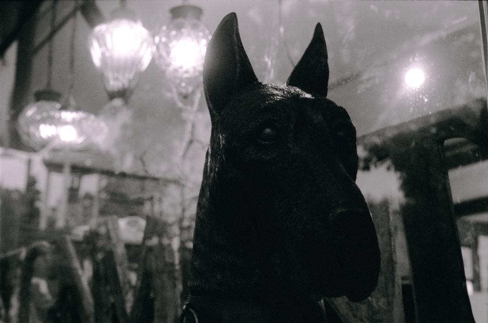 Black-and-white 35mm film photo of a statue of a dog - a Great Dane, to be exact - backlit the display of an antique shop. Bulbous light fixtures dance behind the statue, with a slight highlight on the eyes and nose.
