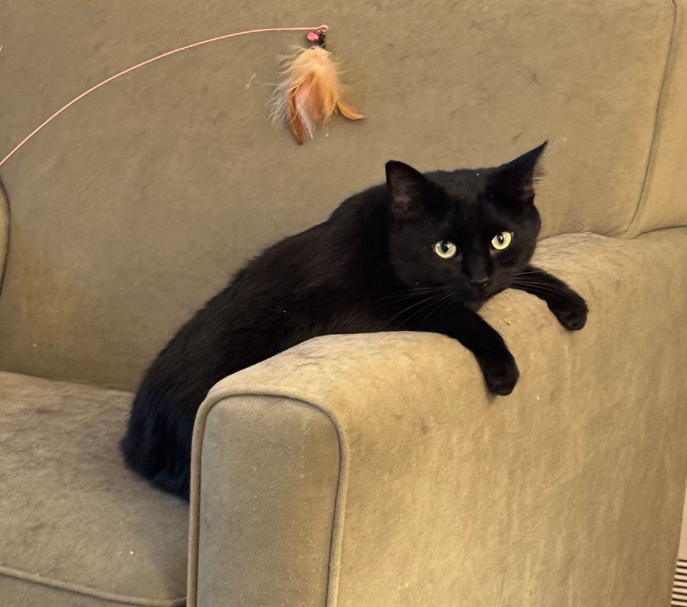 nyx with her front paws draped over a chair