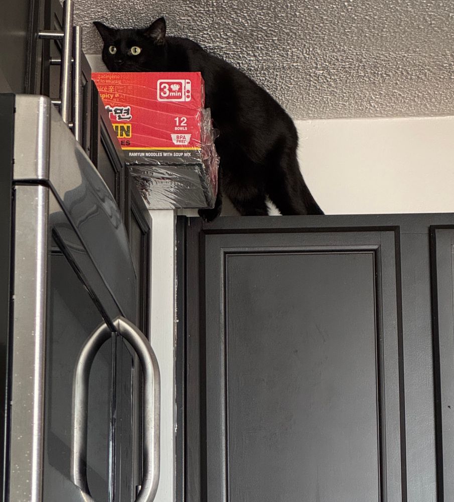 nyx (black cat) on top of kitchen cabinets investigating a case of ramen in a method that strikes me as very precarious (i moved the ramen)