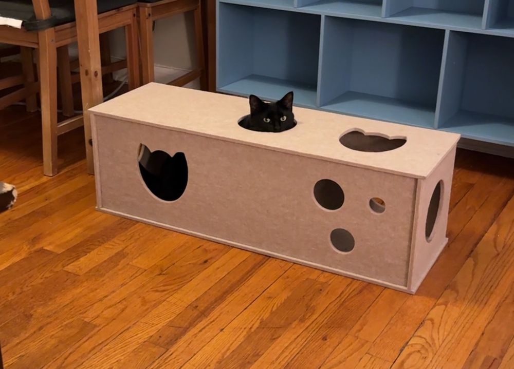 nyx (black cat) sticking her lil head out of a hole on the top of a cat tunnel and staring at me