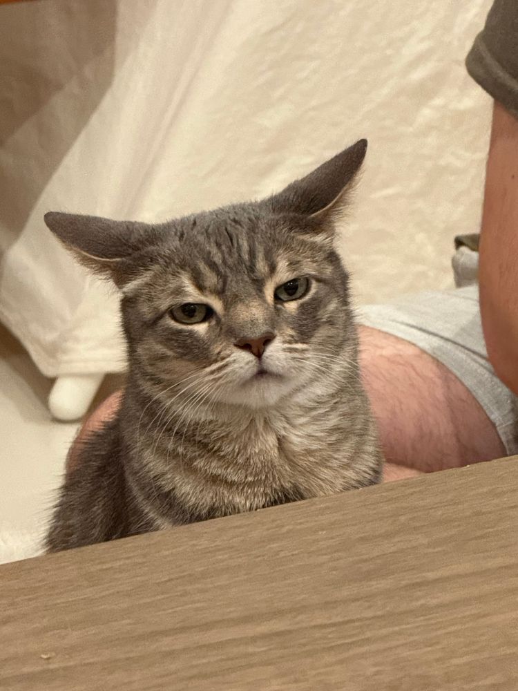 A grey and white cat staring at the camera, looking very done. 