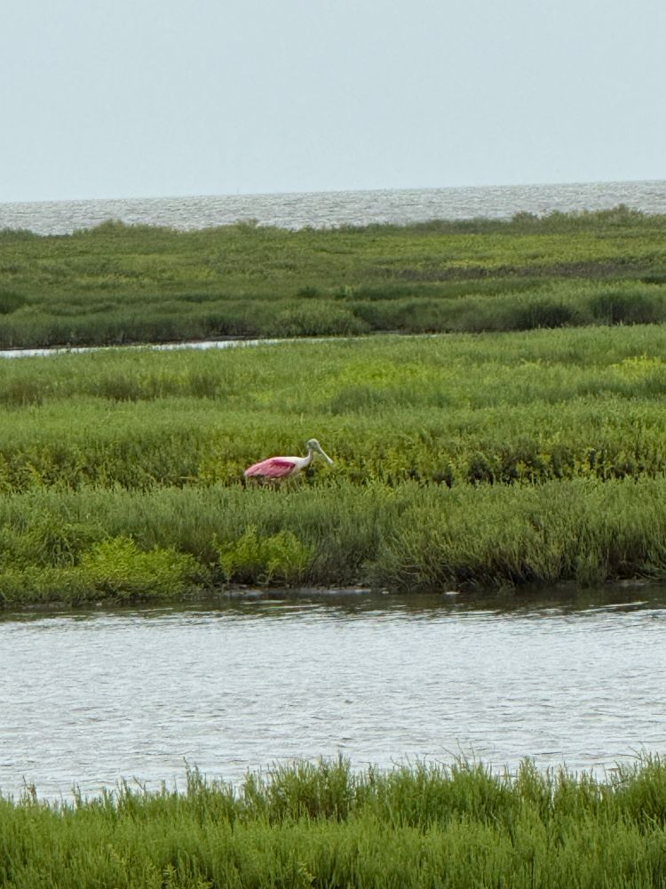 A pink wader bird standing in a marsh. 