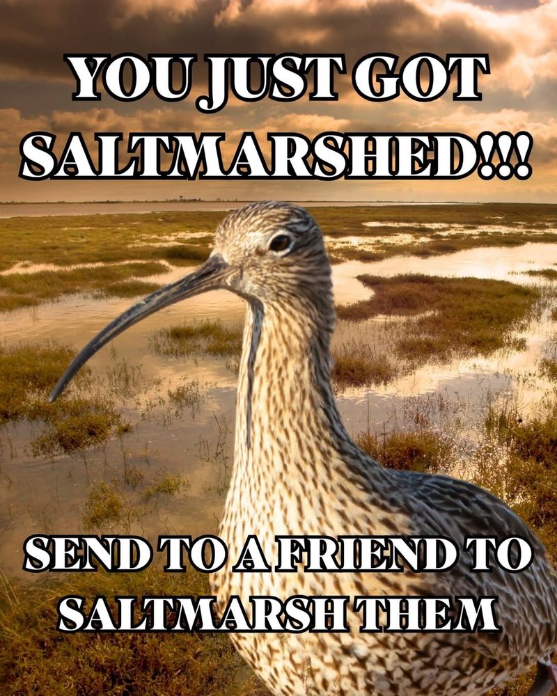 A meme of a saltmarsh with a curlew and the caption YOU JUST GOT SALTMARSHED!!! SEND TO A FRIEND TO SALTMARSH THEM. From the RSPB instagram account. 