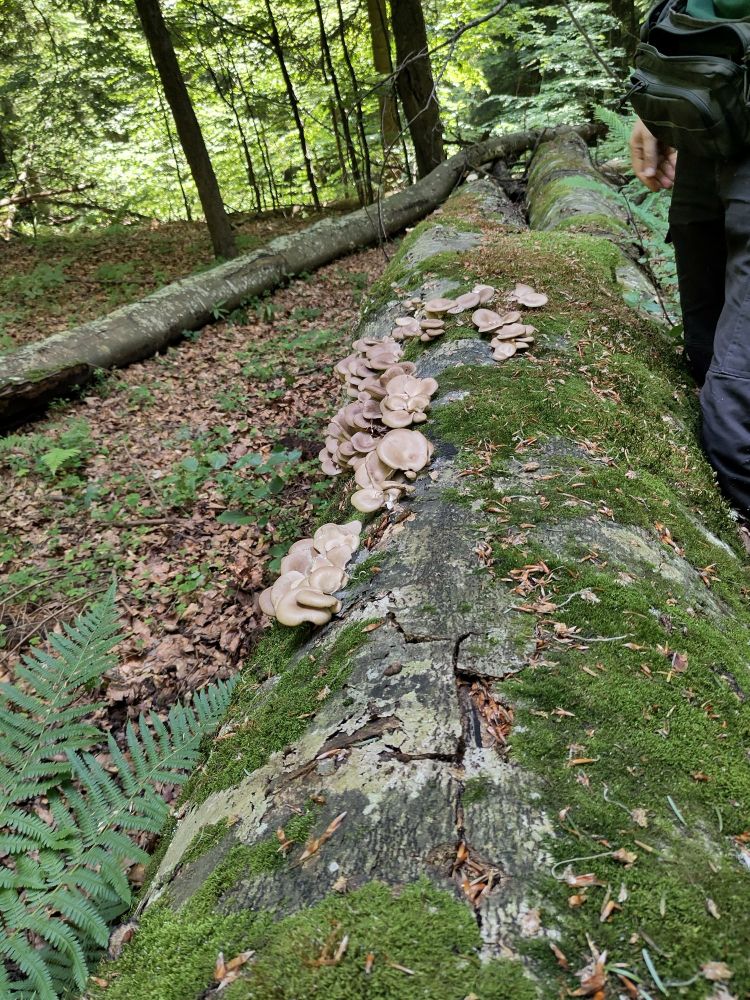 Mushrooms growing on a downed log. 