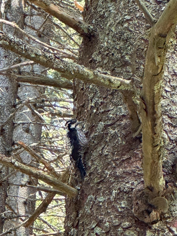 A three-toed woodpecker on a tree stem.